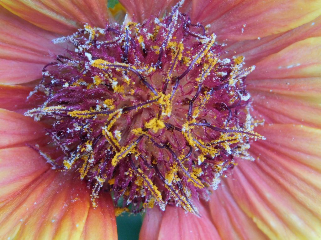 A red, pink, and yellow flower with yellow pollen.