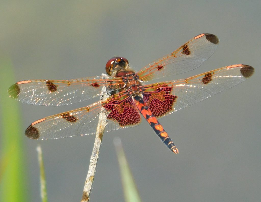 A red dragonfly perched on a small branch.