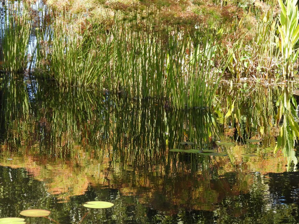 Grass reflected in water