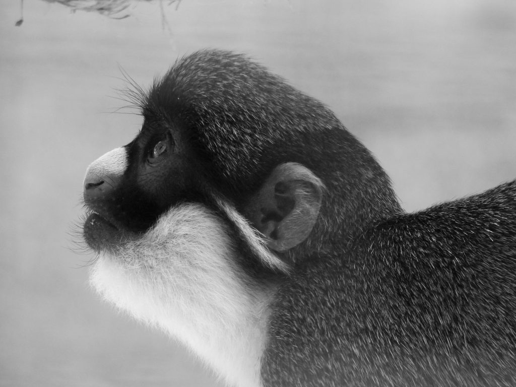 A lesser spot-nosed monkey looking upward in curiosity.